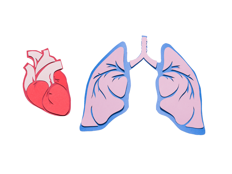 Paper heart and lungs